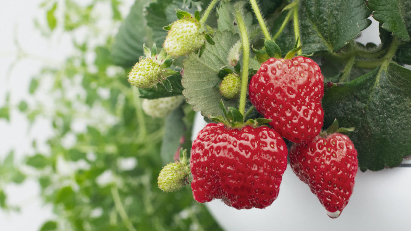 Growing Hydroponic Strawberries in Your Farmstand!