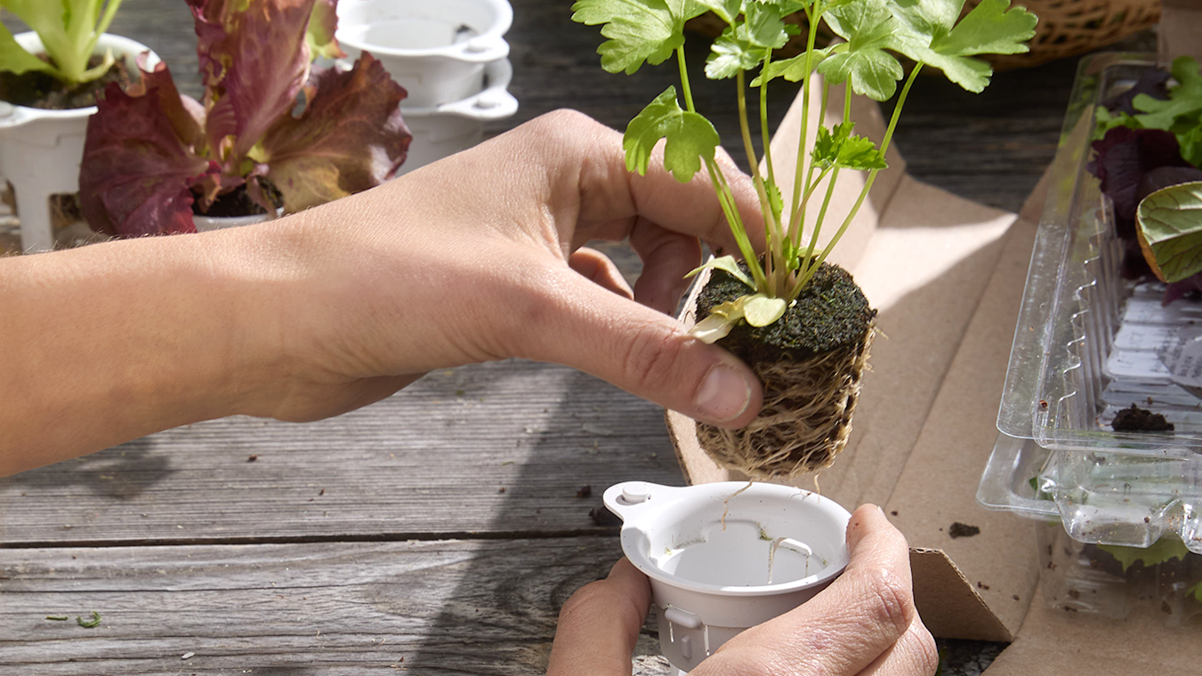 The Lettuce Grow Advantage