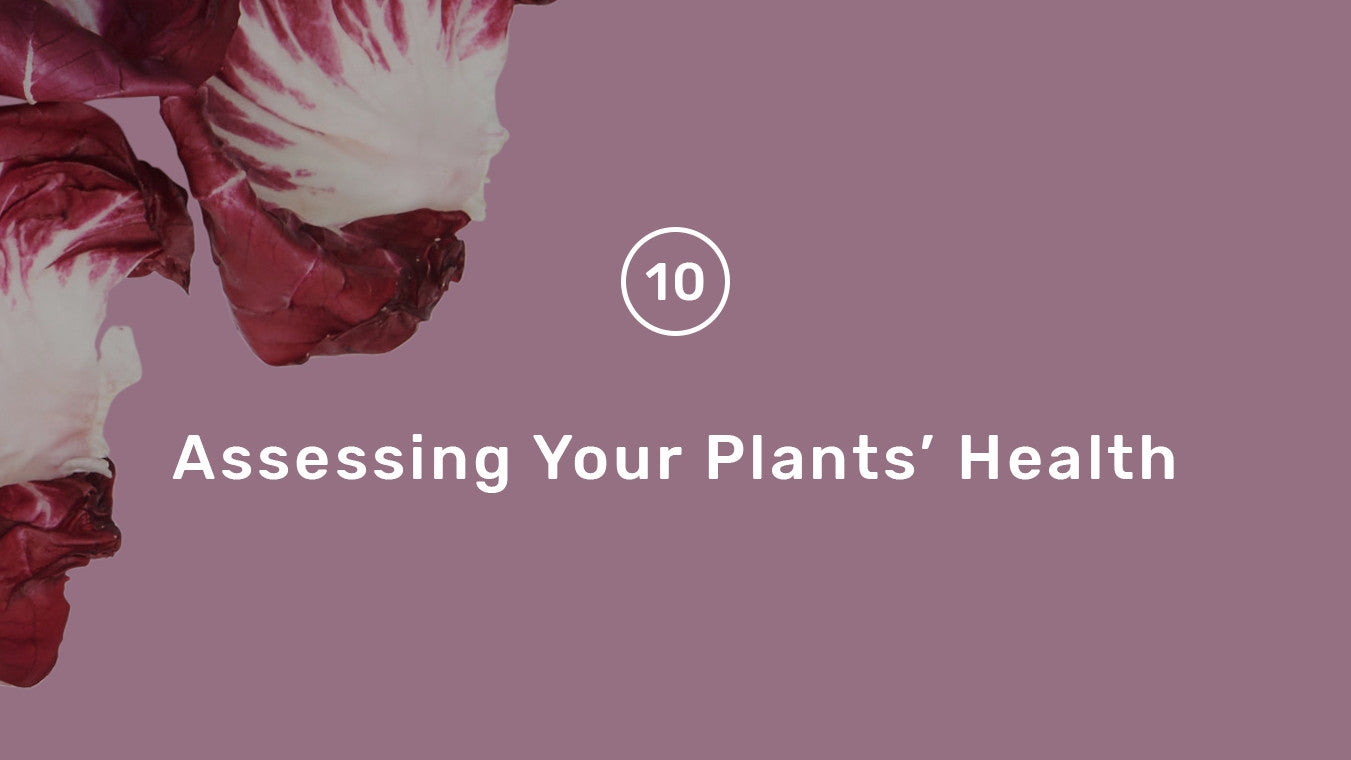 Assessing Your Plants' Health