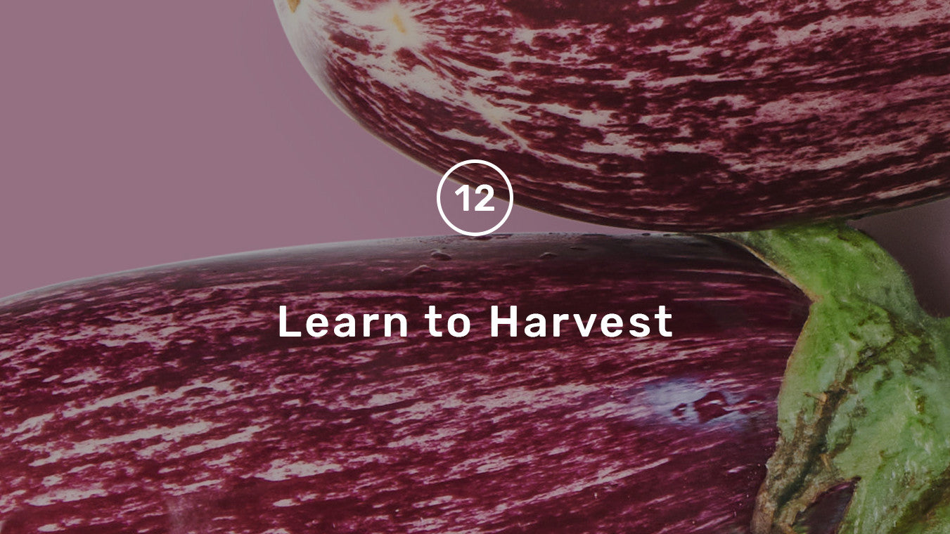 Learn to Harvest!