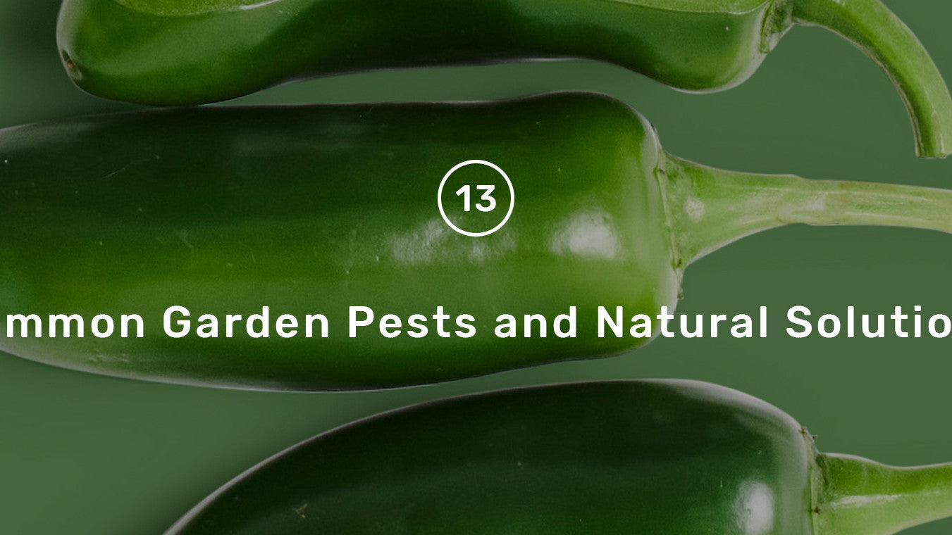 Common Garden Pests and Natural Solutions