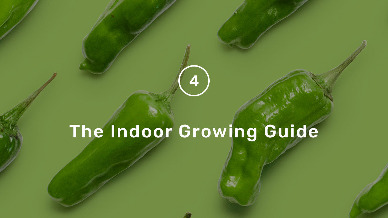 The Lettuce Grow Guide to Indoor Growing