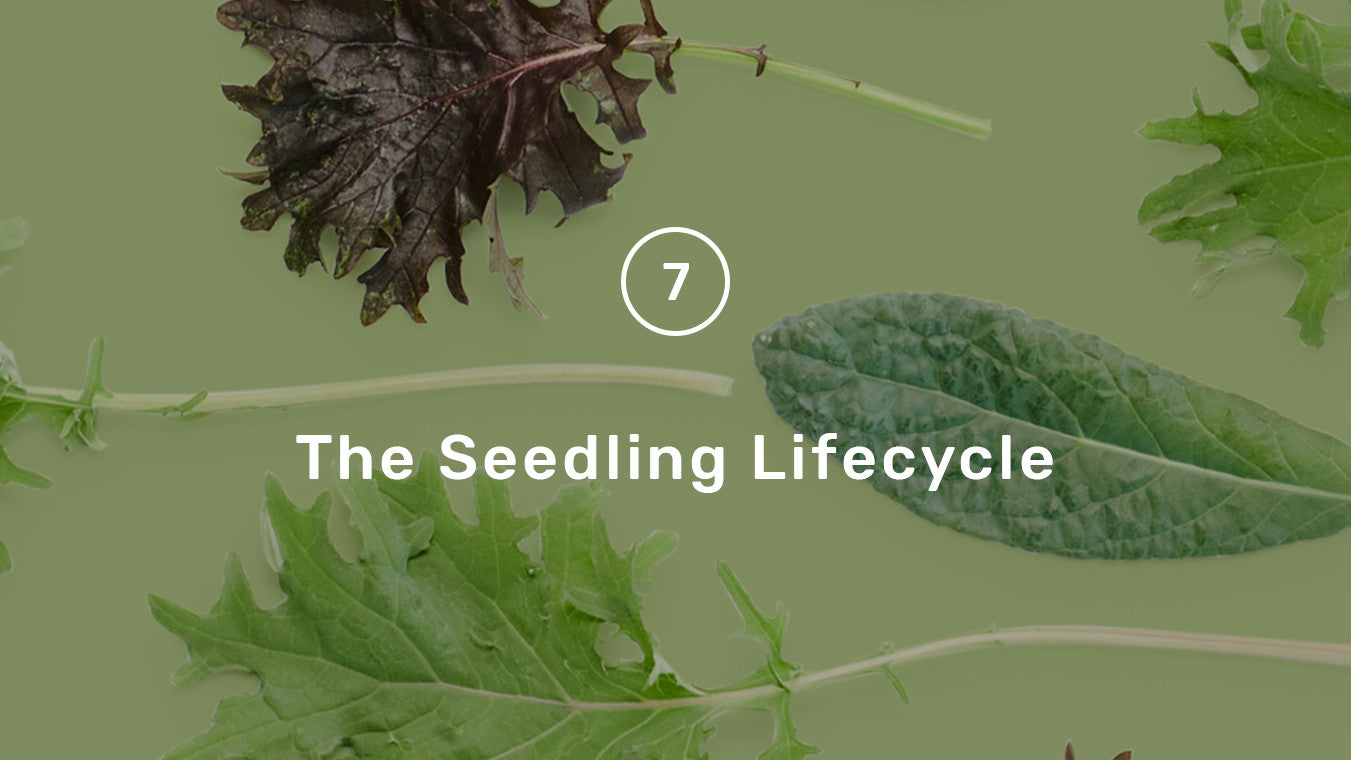 The Seedling Lifecycle