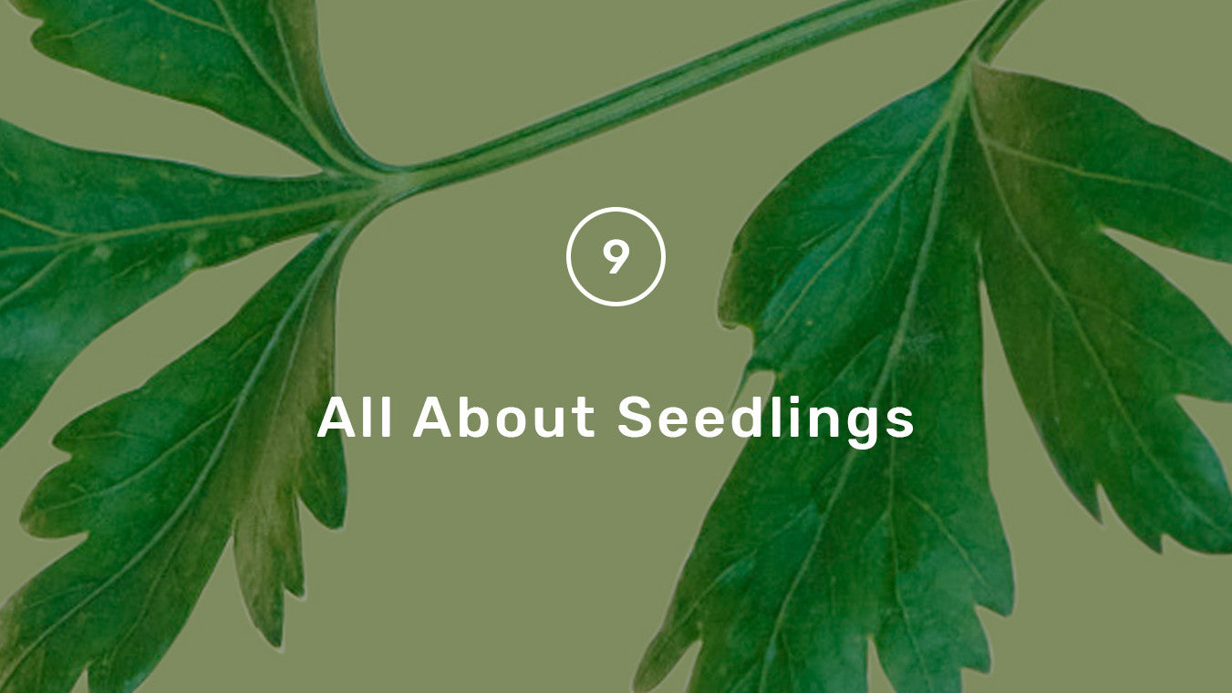 All About Seedlings