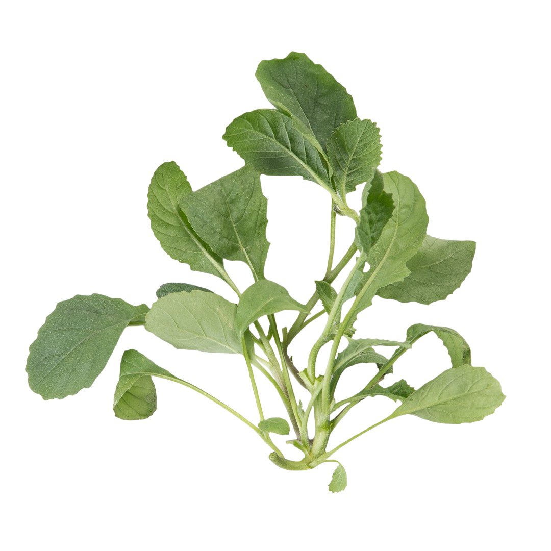 Wasabi Arugula