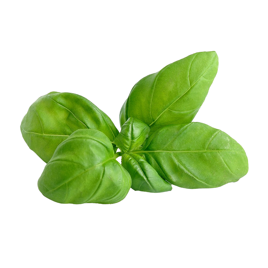 Genovese Basil