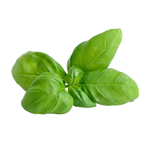 Genovese Basil