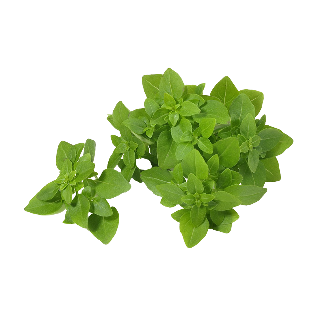 Greek Basil