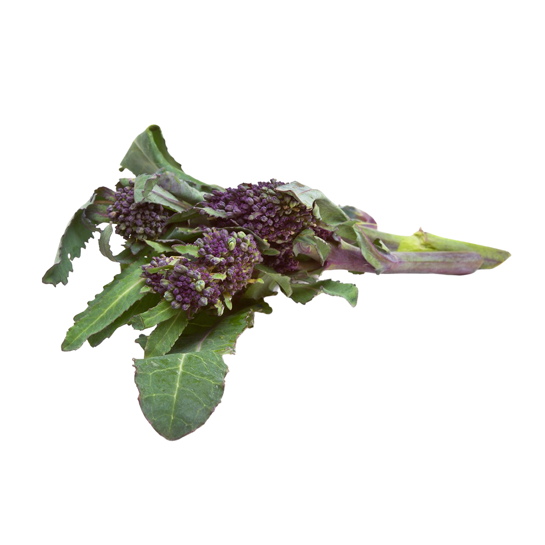 Purple Broccoli