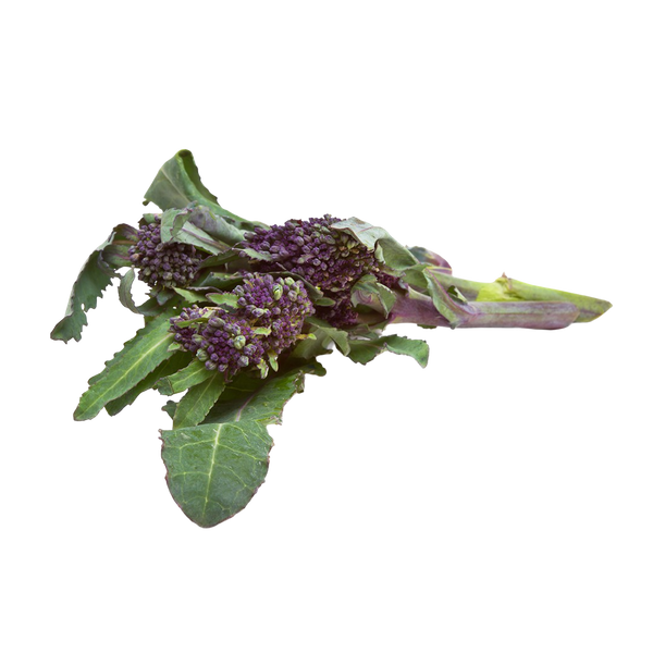 Purple Broccoli