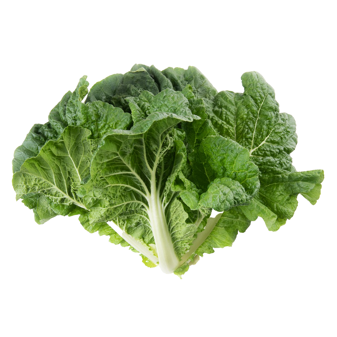 Napa Cabbage