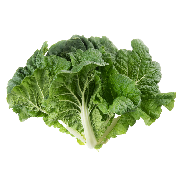 Napa Cabbage