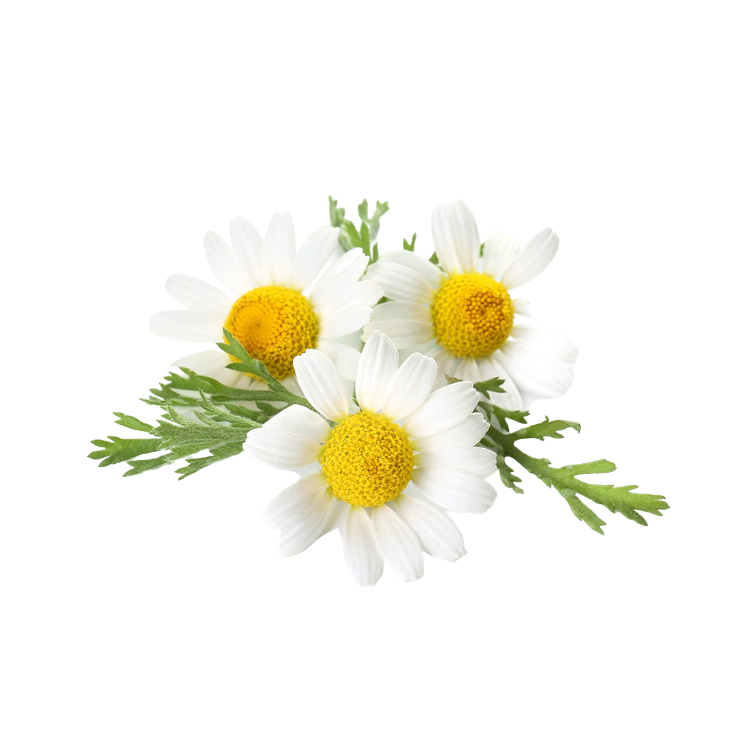 Chamomile