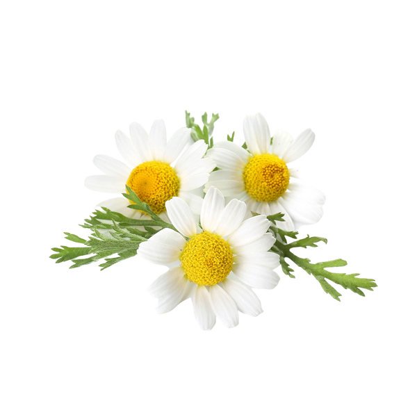 Chamomile