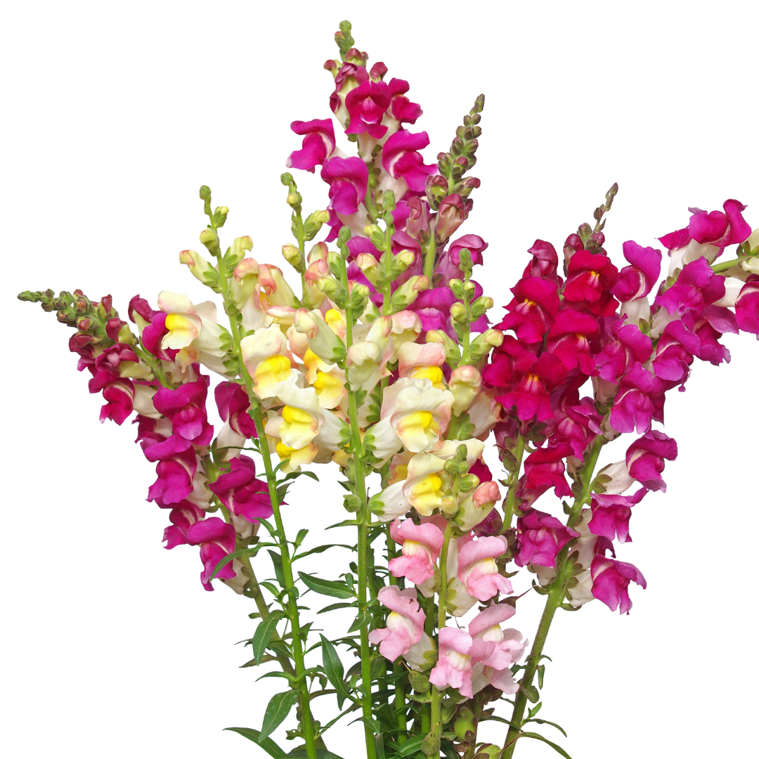 Snapdragon