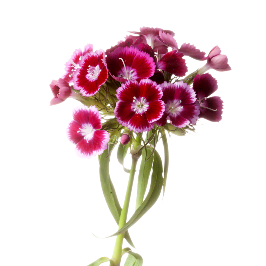 Dianthus