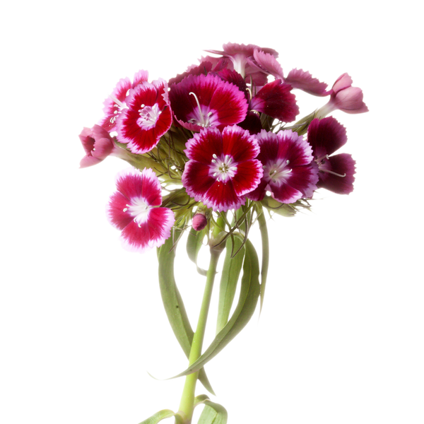 Dianthus