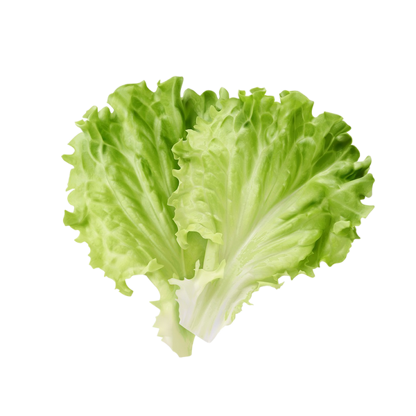 Escarole