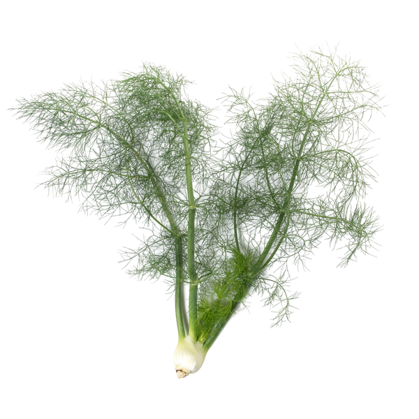 Fennel