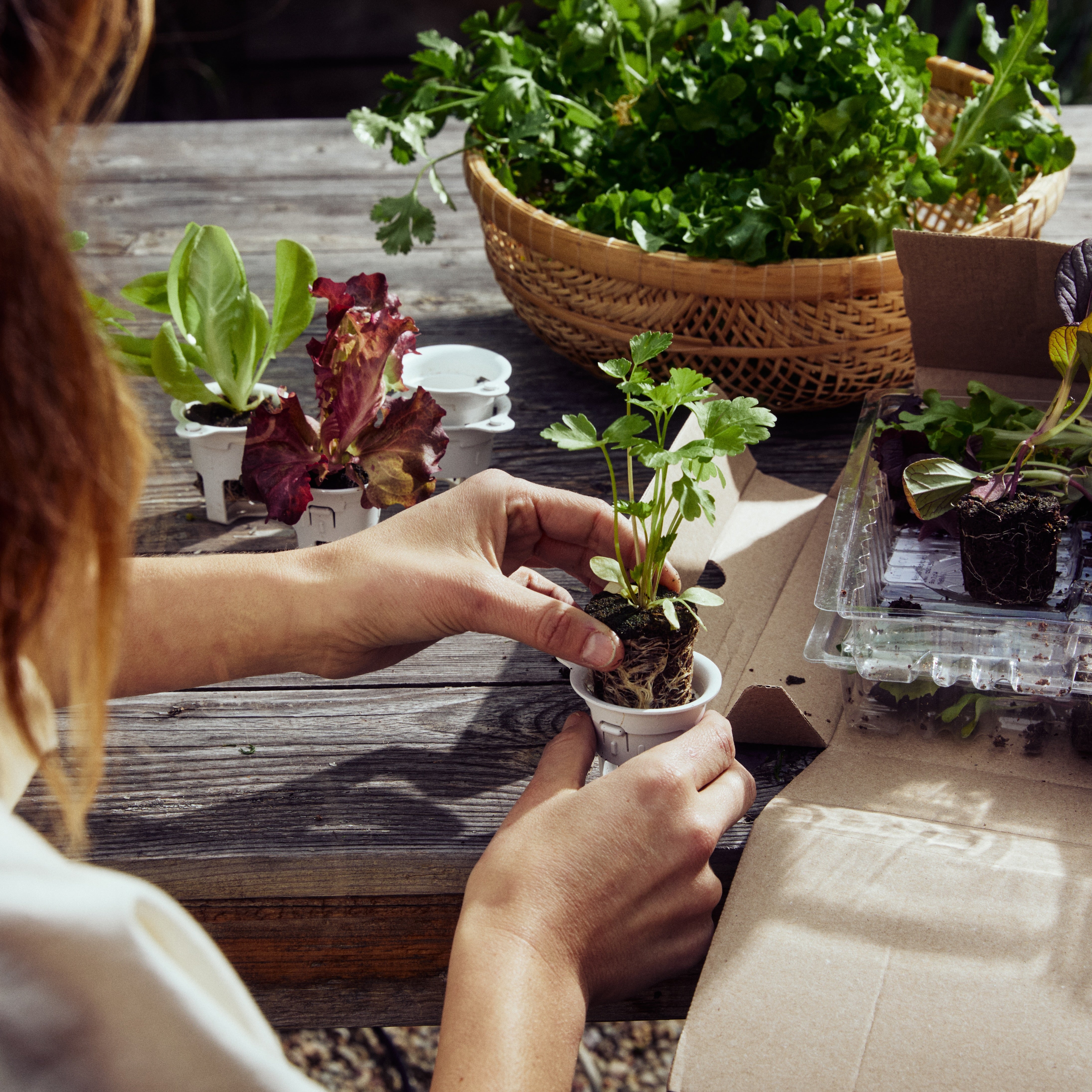 Plant ID Grow Cups (12)