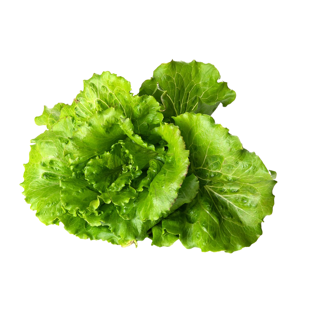 Summer Crisp Lettuce