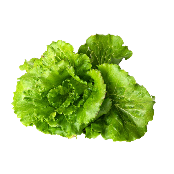 Summer Crisp Lettuce