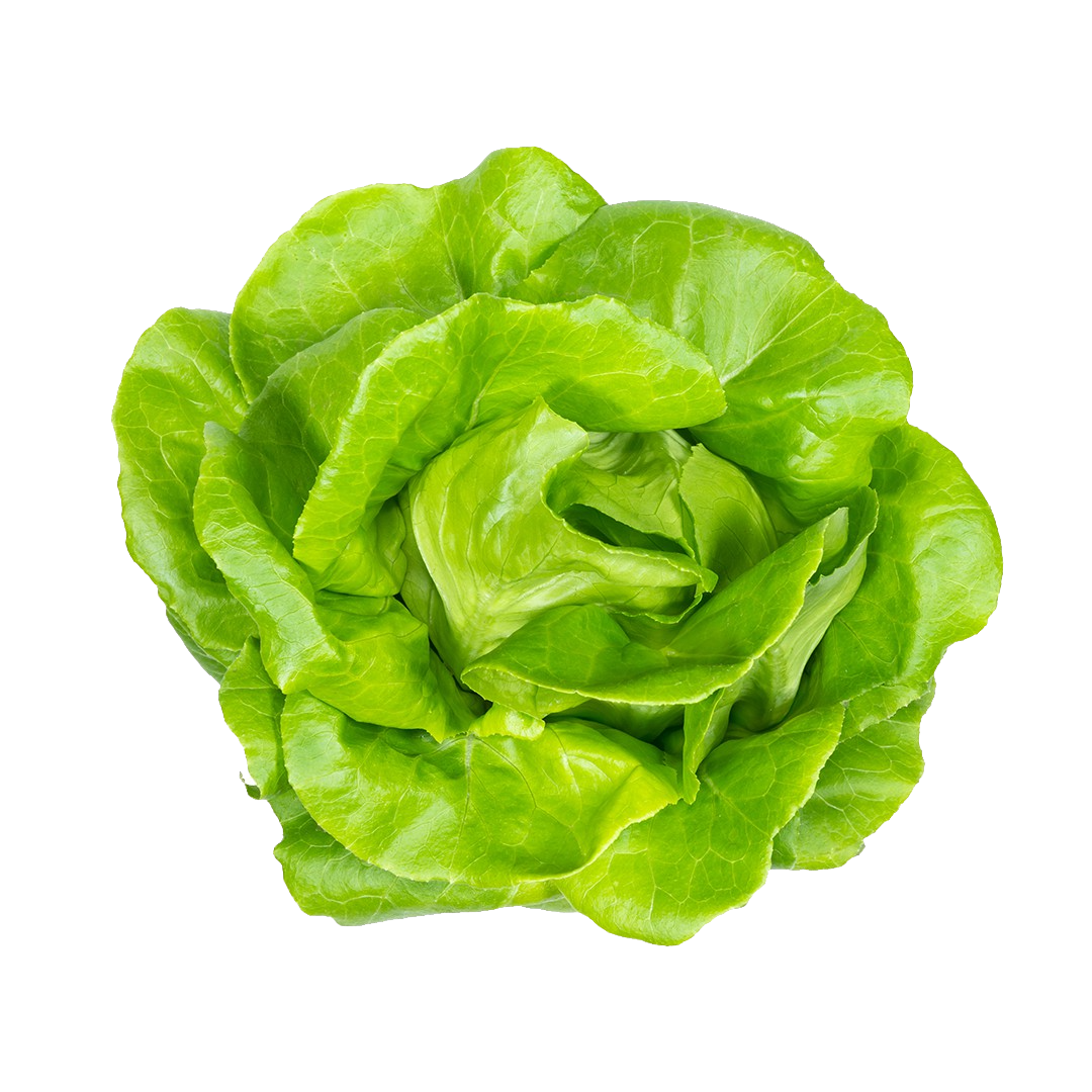 Classic Butter Lettuce