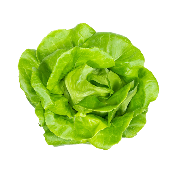 Classic Butter Lettuce