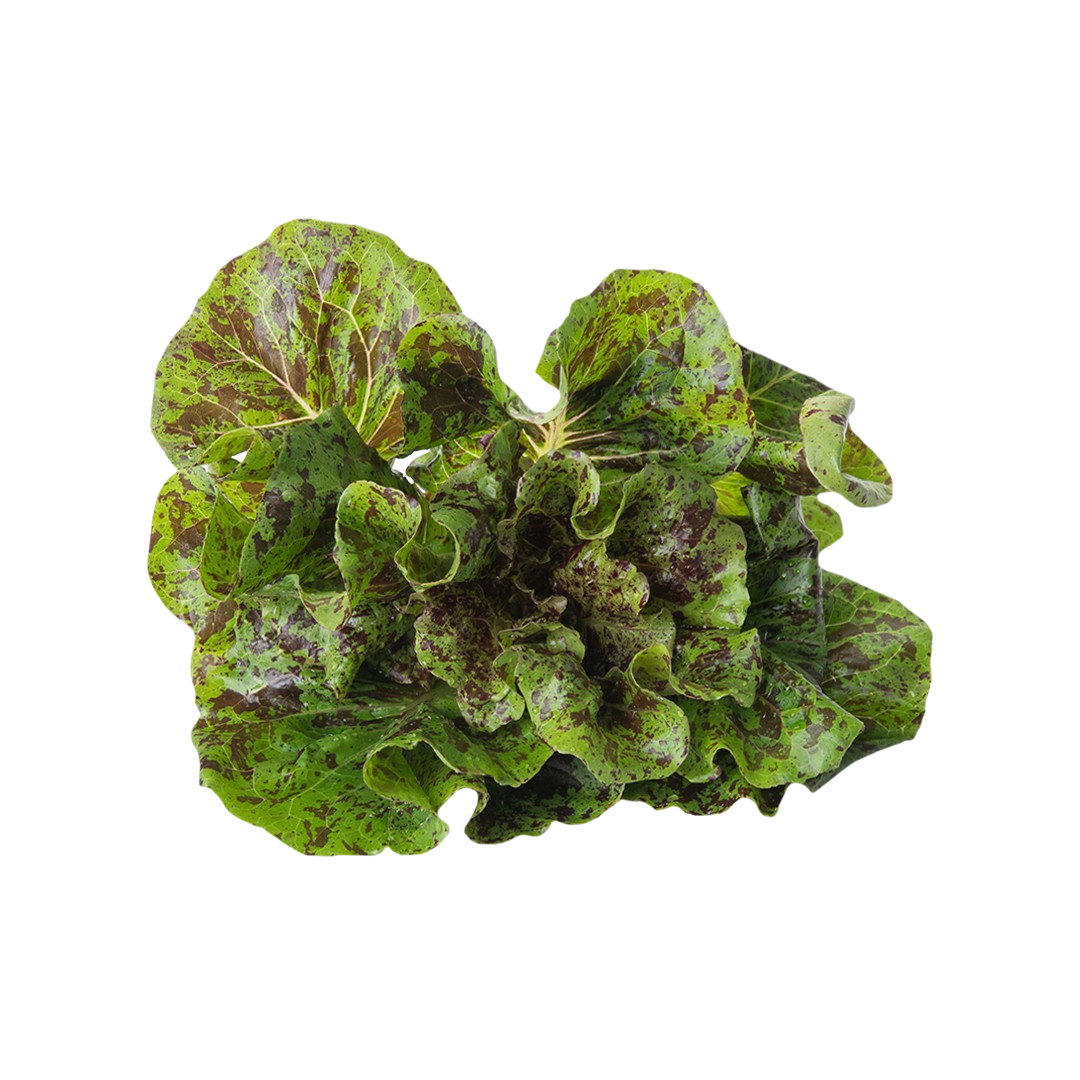 Dappled Butter Lettuce