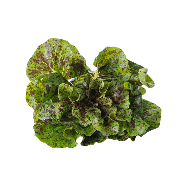 Dappled Butter Lettuce