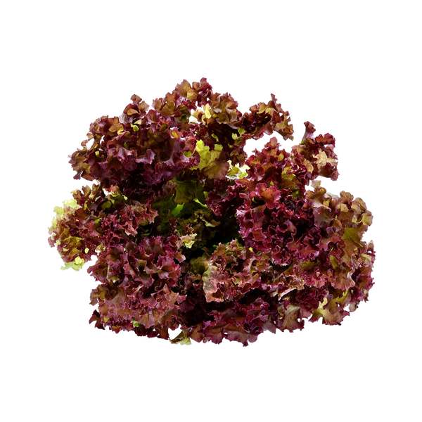 Red Leaf Lettuce