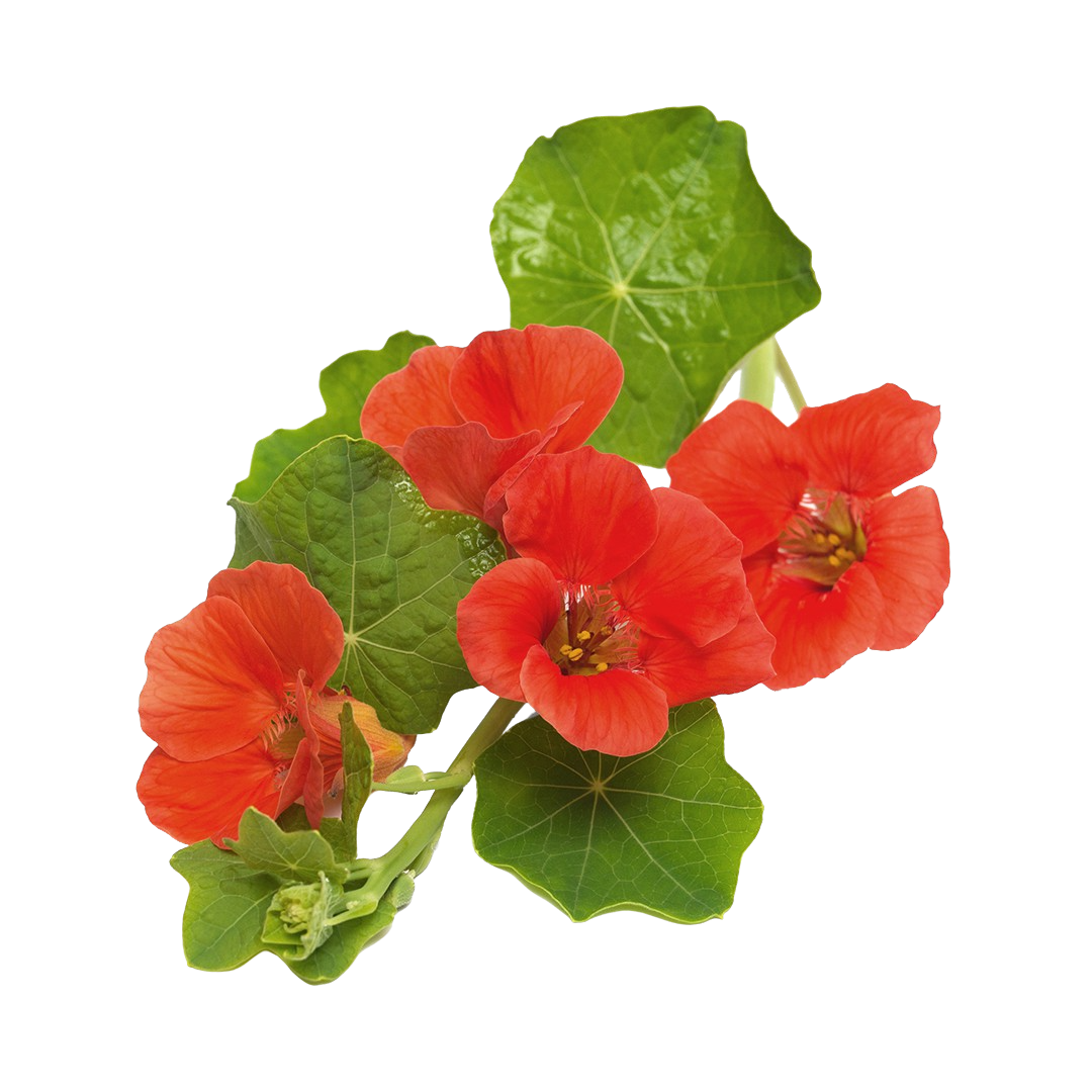 Nasturtium