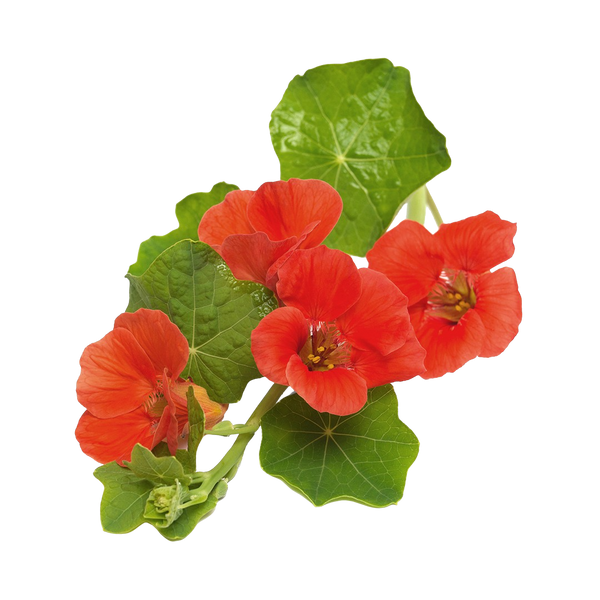 Nasturtium