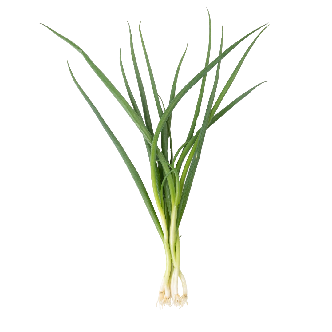 Green Bunching Onion