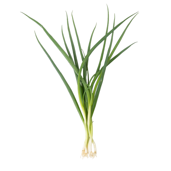 Green Bunching Onion