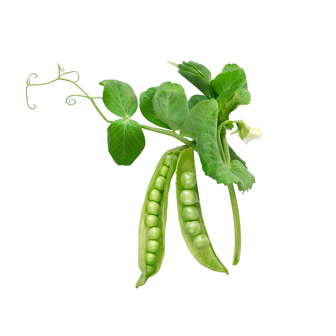 Snow Pea