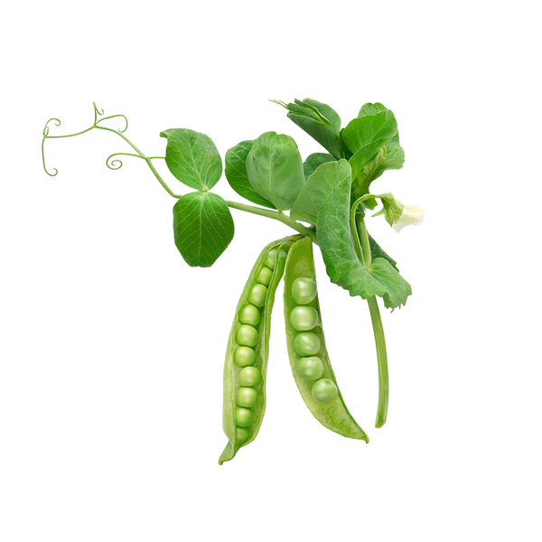 Snow Pea