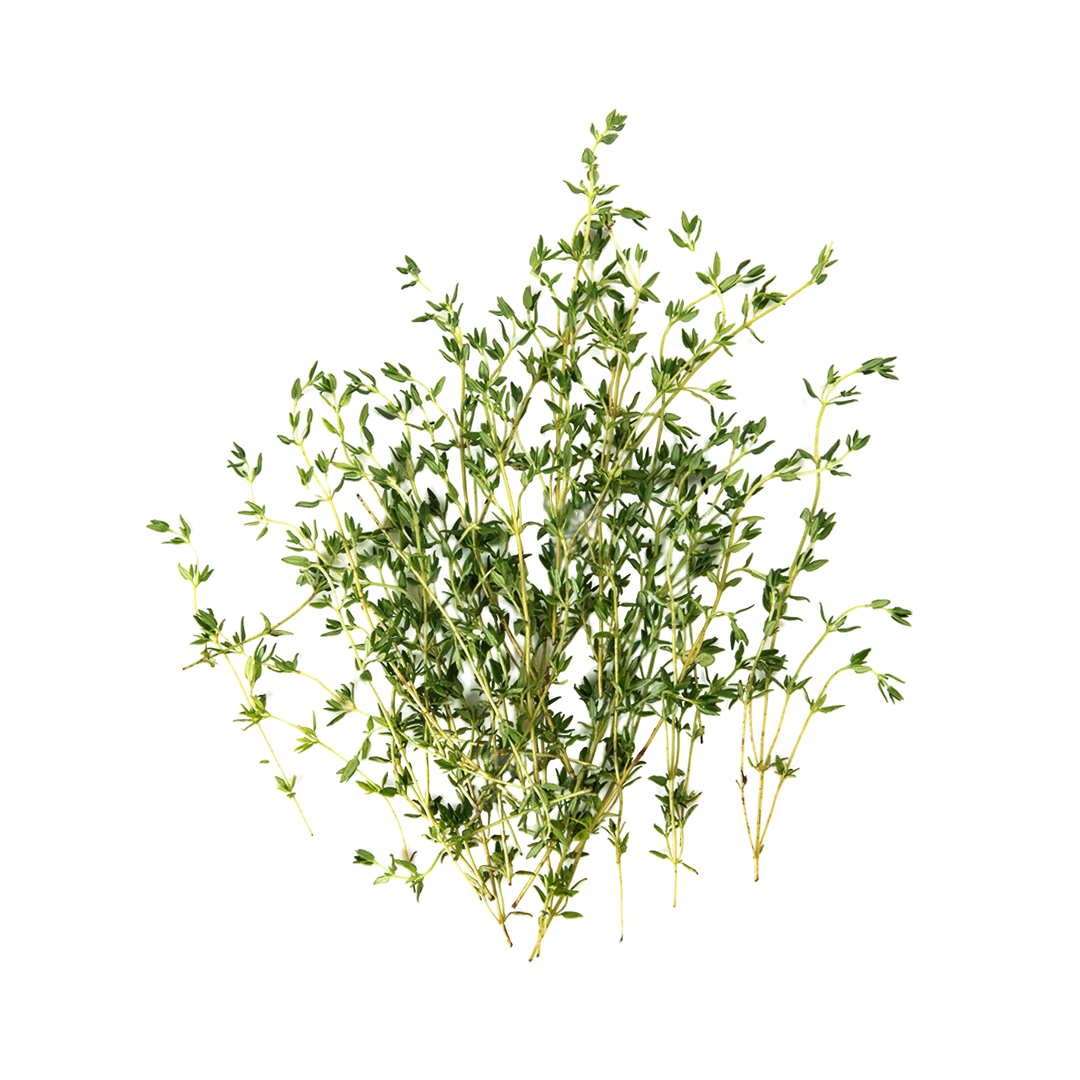 Thyme