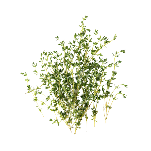 Thyme