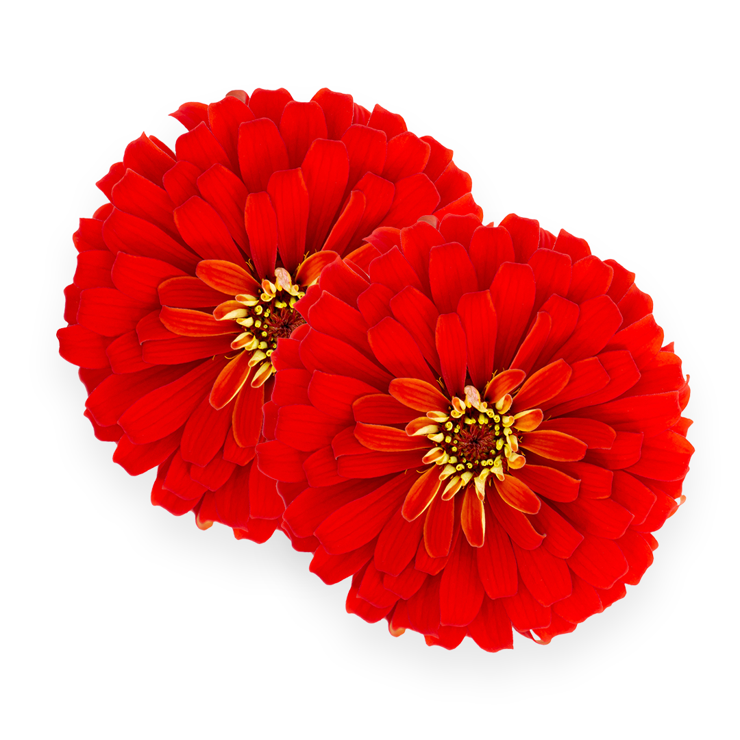 Zinnia