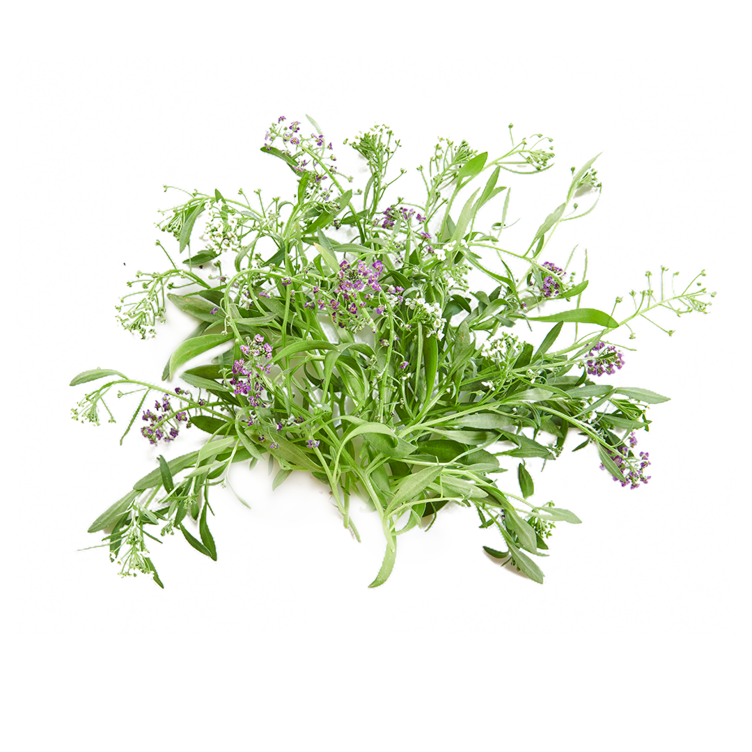 Alyssum