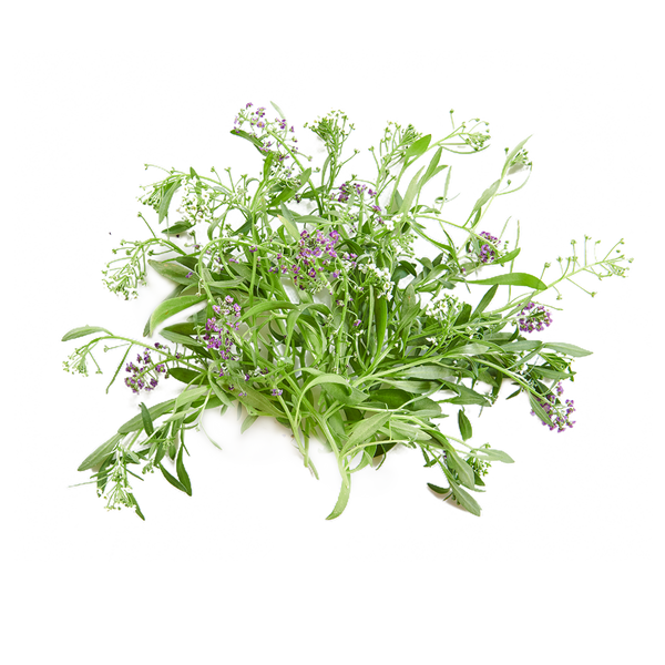 Alyssum