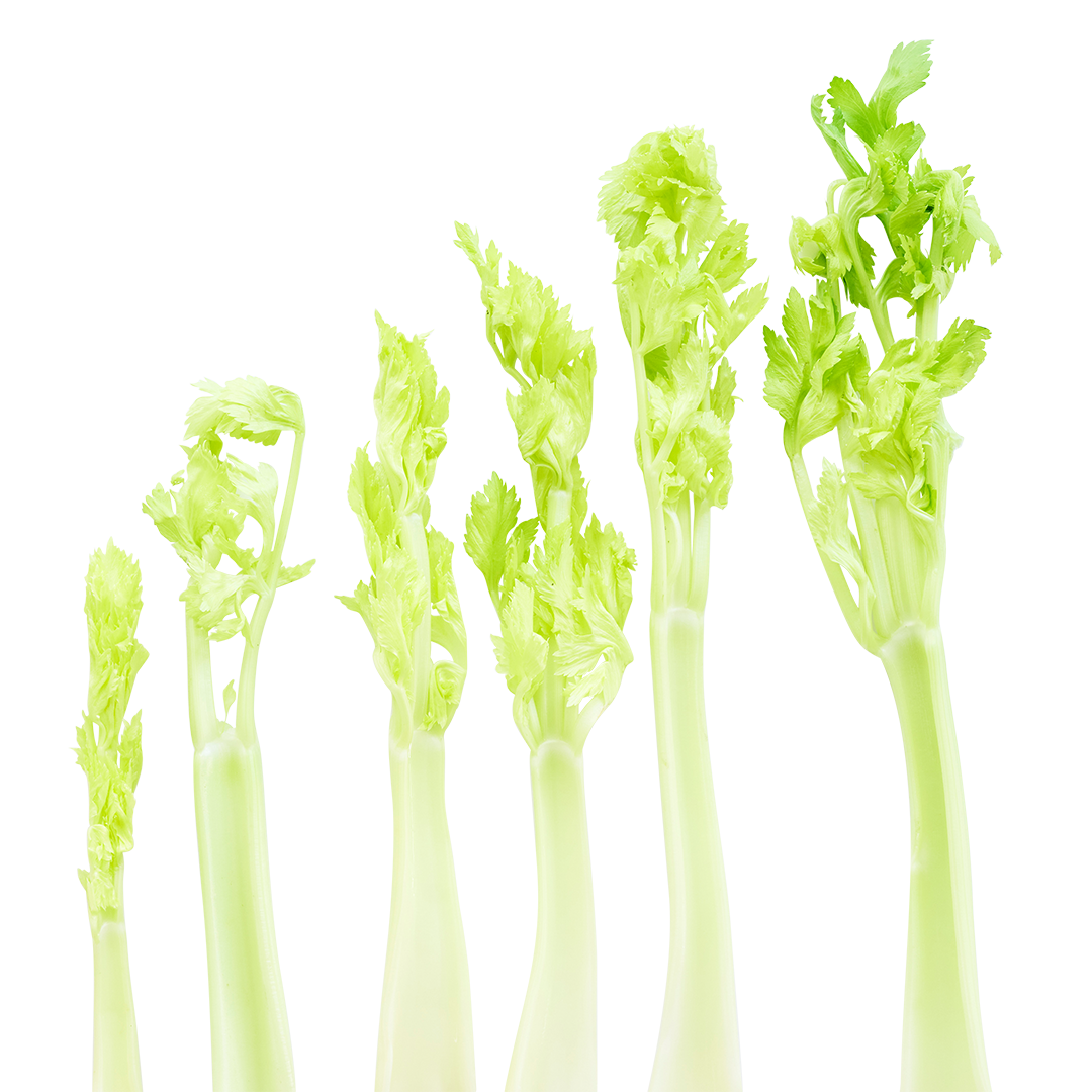 Celery