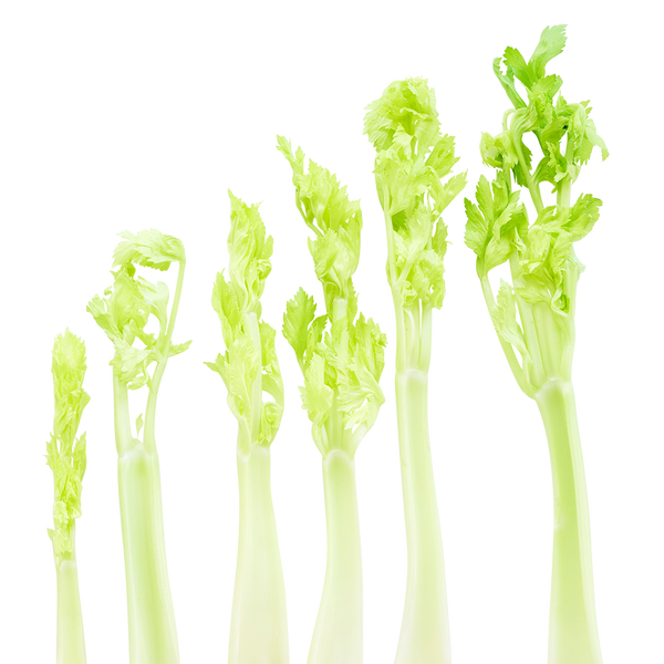 Celery