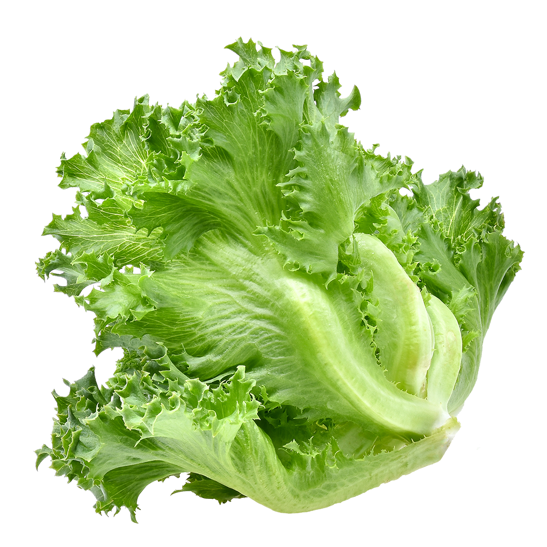 Crunchy Leaf Lettuce