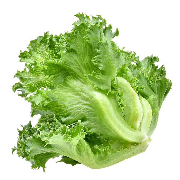 Crunchy Leaf Lettuce