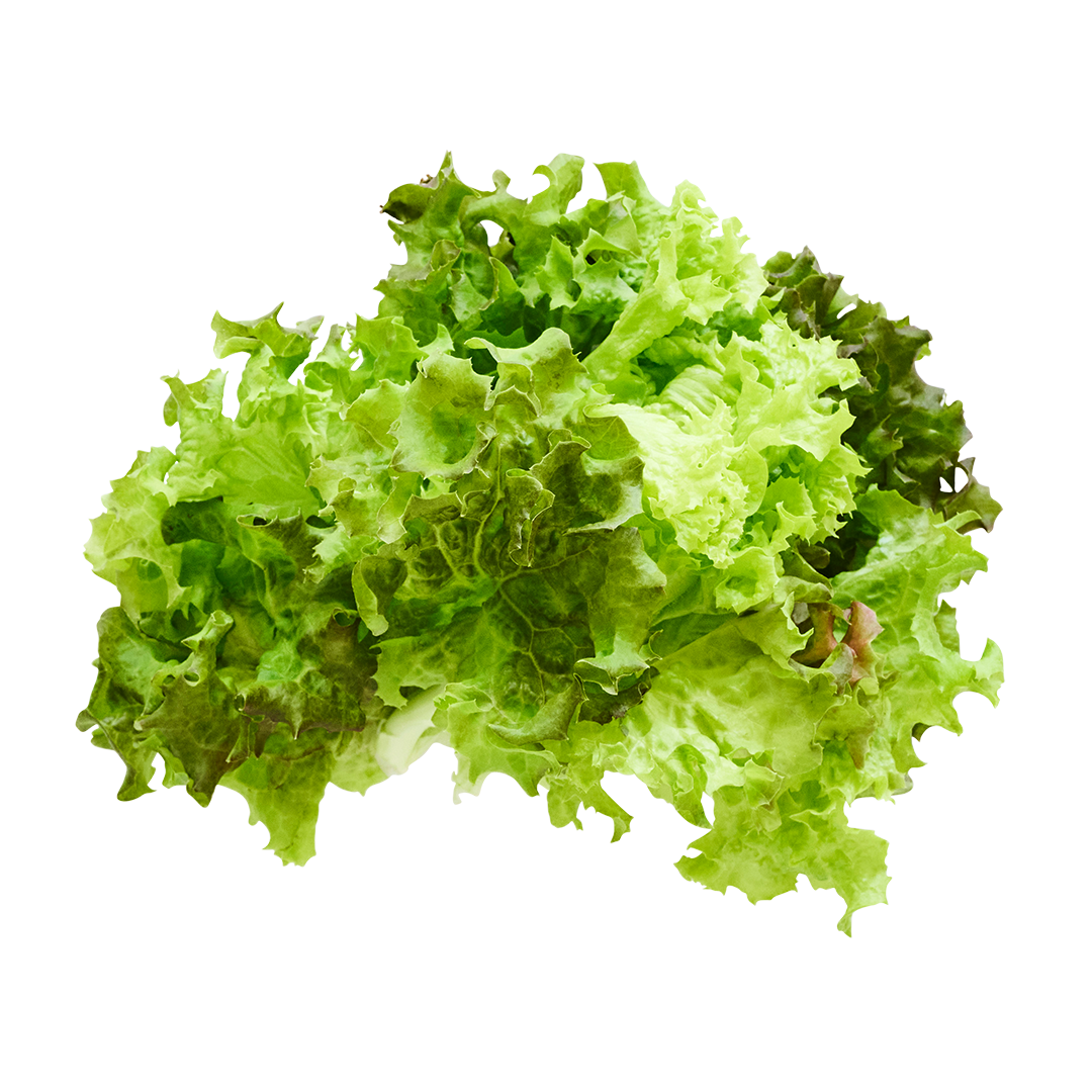 Lolla Rossa Lettuce