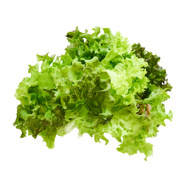 Lolla Rossa Lettuce