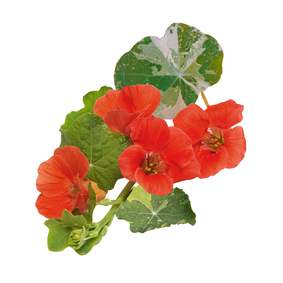 Alaska Nasturtium