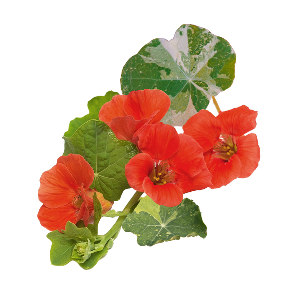 Alaska Nasturtium